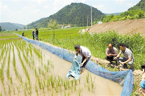 致富经泥鳅水稻生态养殖,湖北庄稼汉泥鳅养殖前景广阔