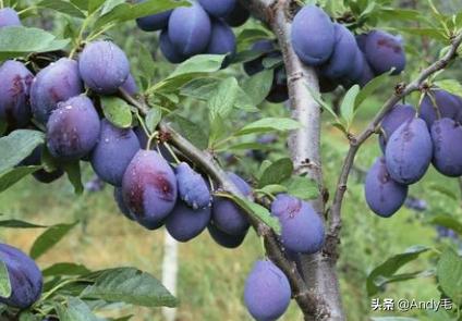 原产自美国，2年就能结果，长得酷似李子，国内种植却卖不上价