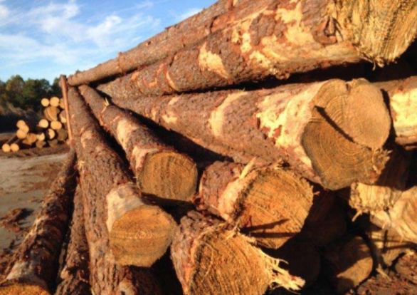 木材的分类及主要特性,北美木材硬度排行