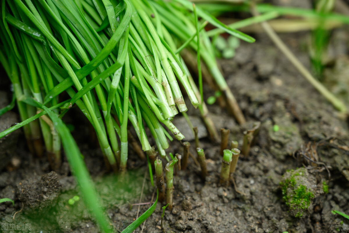 老俗语说头茬韭菜不能吃为什么,头茬韭菜和二茬韭菜哪个嫩