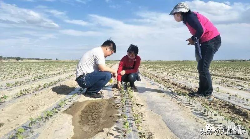 棉花出苗后需要多少天打药,棉花滴完出苗水后多久可以复水