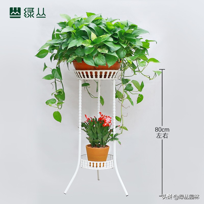 绿萝盆栽可以吸甲醛净化空气,绿萝可以消除甲醛吗怎么养