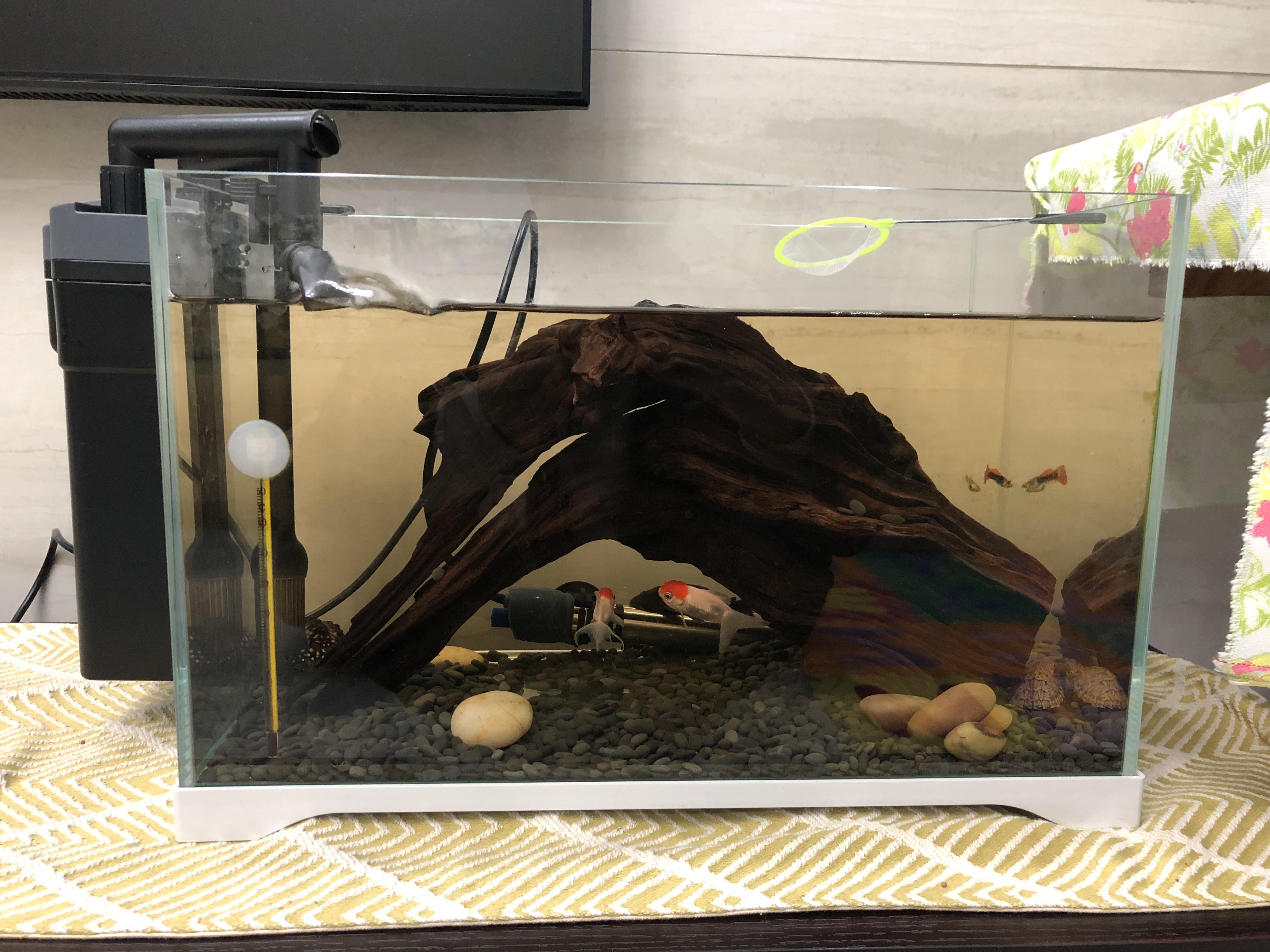 咋样挑选一个合适的鱼缸,如何选择适合自己的鱼缸