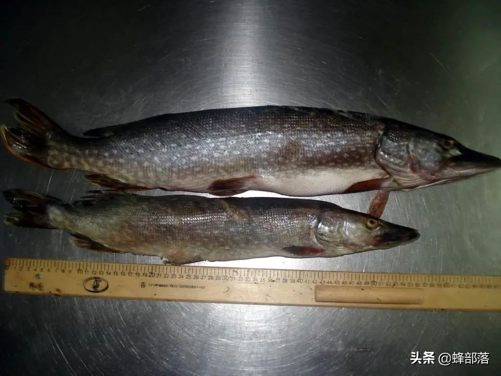 什么鱼最好养殖最挣钱,农村养殖鱼的技巧和注意事项