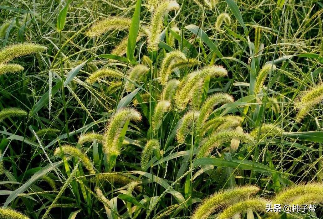 别再把狗尾草当杂草了，它还具有这么多的用途，长知识了