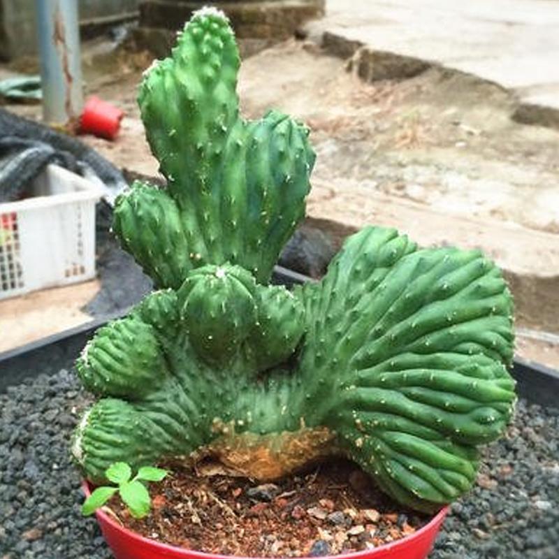 钁辩繝鎸烘嫈,娴峰崡浜旀寚灞辨嘲鍥藉北绔规爲