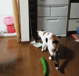 你根本不知道，养只猫有多幸福！