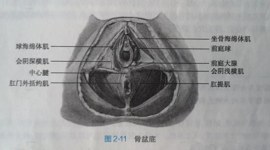 “笑尿、跳尿、咳嗽尿”，排尿“开关失灵”影响了多少产后女性？
