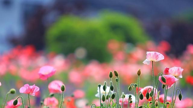 十二星座讨厌天秤的表现,十二星座不喜欢你表现天秤