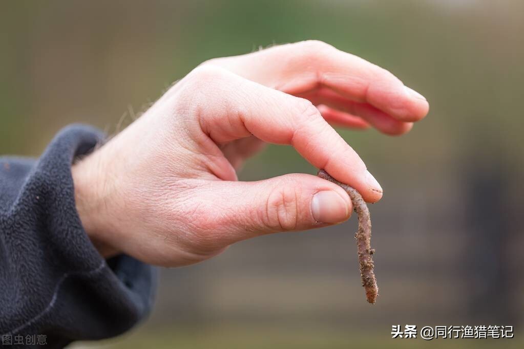 蚯蚓钓鱼怎么挂钩比较好,蚯蚓钓鱼要不要露钩尖