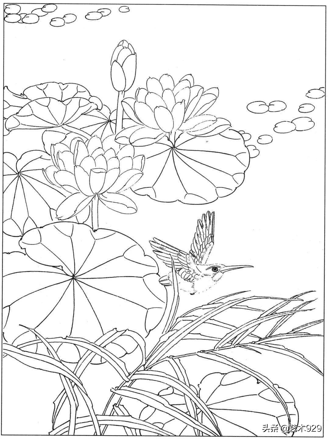 余稚荷花蜻蜓图高清白描底稿,白描荷花勾线方法讲解视频