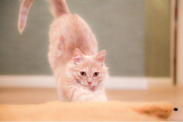 辟谣猫咪的六个谣言,辟谣猫咪并非黑夜都能看得清