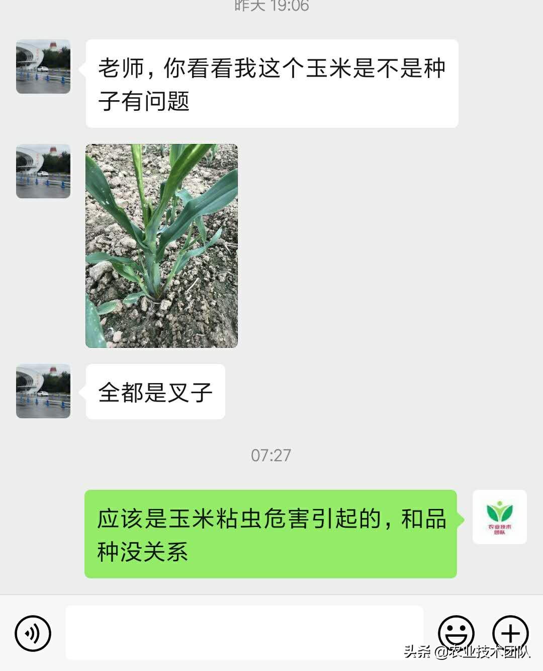 玉米种子的成苗率,玉米苗出了一地
