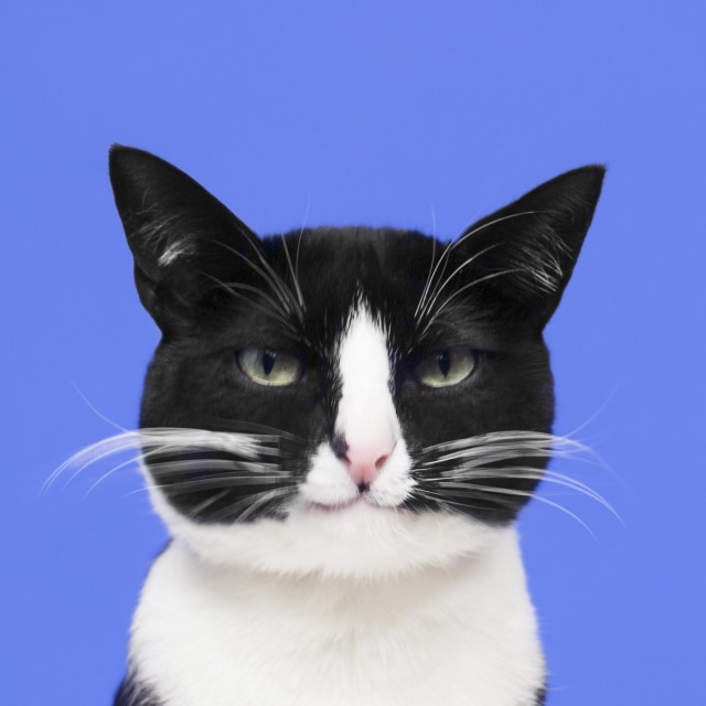 史上最走心的养猫攻略，内附大量经验之谈，全篇干货