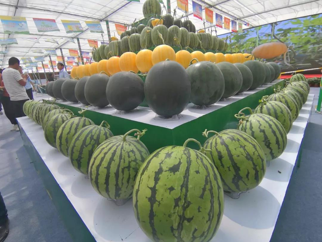 昌乐西瓜之乡,昌乐西瓜什么时候好