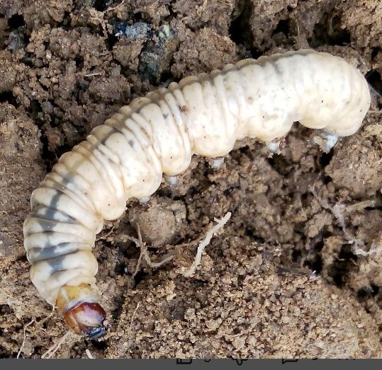 魔芋的病虫害用何种农药,魔芋虫害