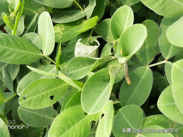花生害虫用什么药杀虫,花生杀虫最快方法
