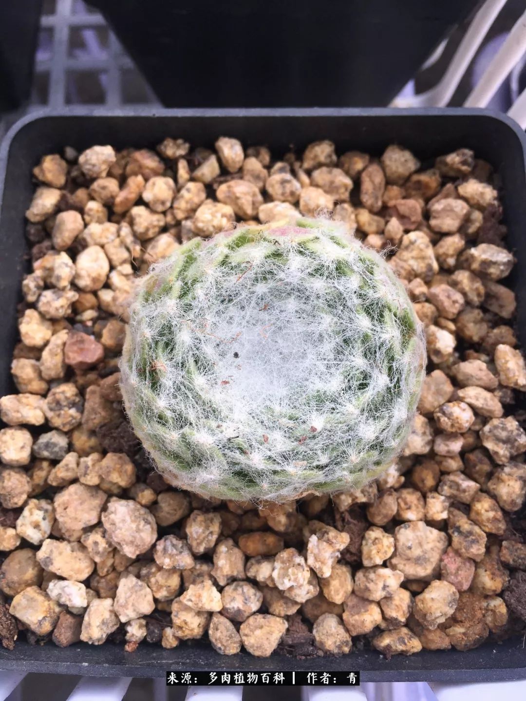 入坑多肉无法自拔,沉迷多肉无法自拔