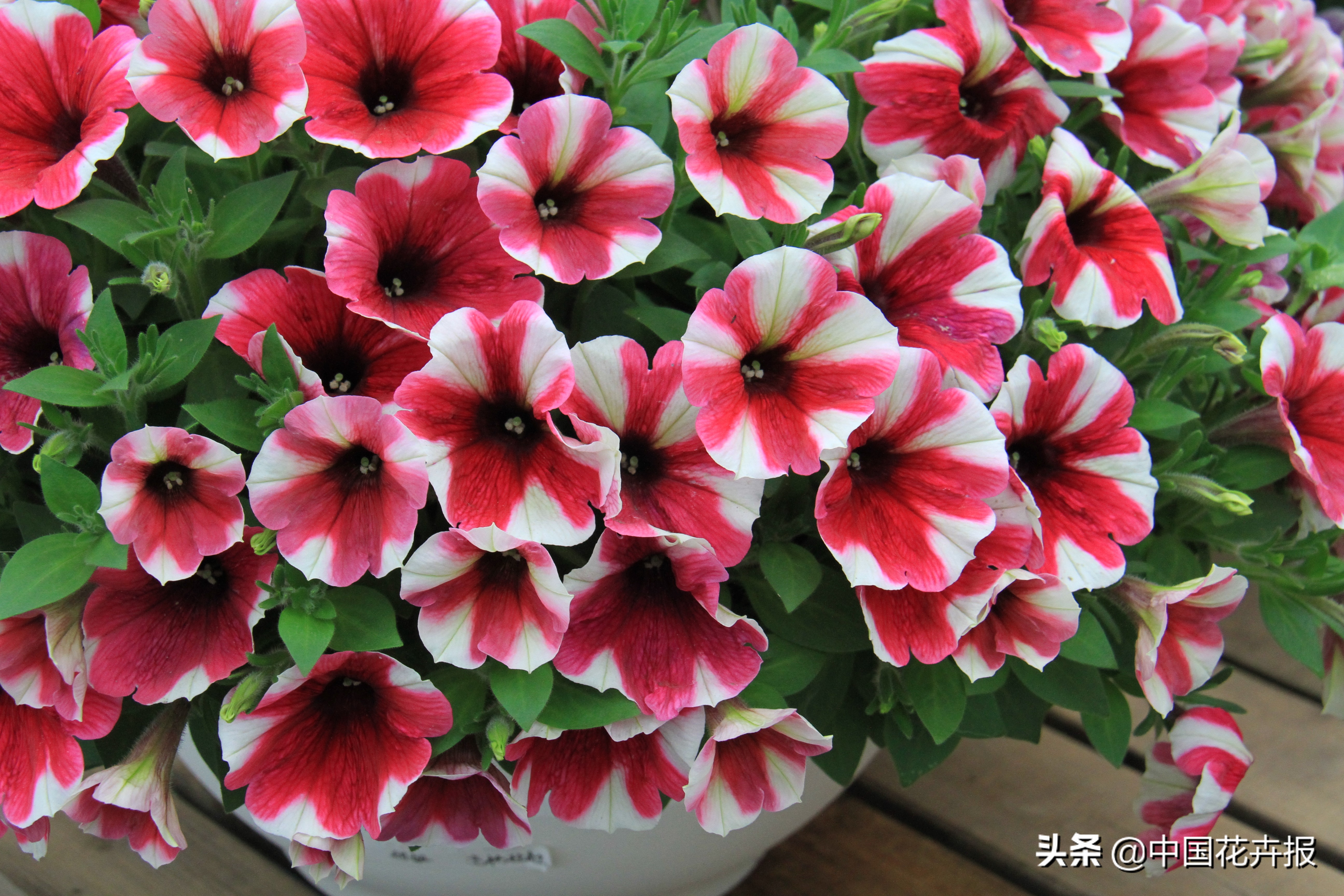 适合花园的花花草草,如何打造四季都有花的花园