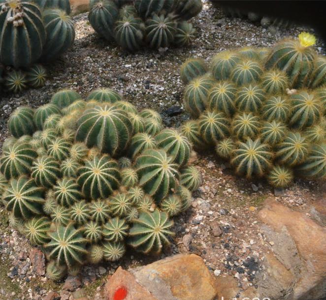 仙人掌开花美图,仙人掌介绍60多种独特的仙人掌