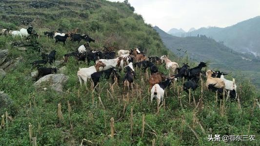农村养羊赚钱吗有补贴吗,农村养羊真的靠谱嘛