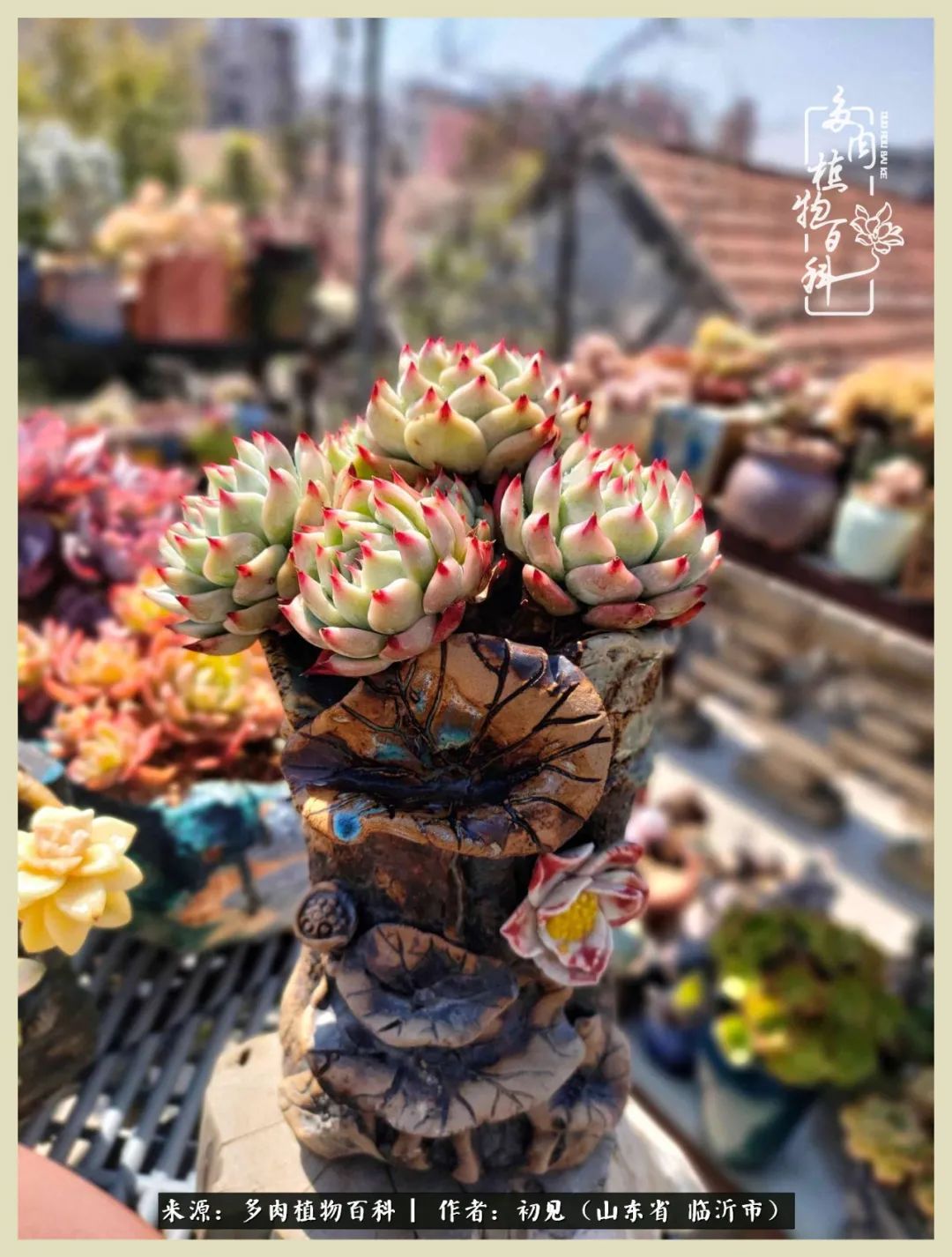 和多肉植物相伴,和多肉相处的心情