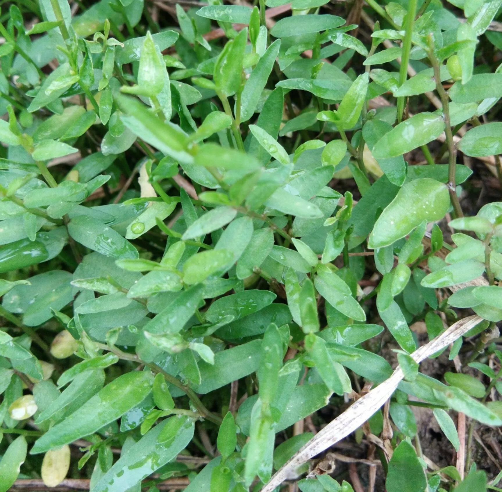 每日中药,中药半边莲和半枝莲的功效与作用