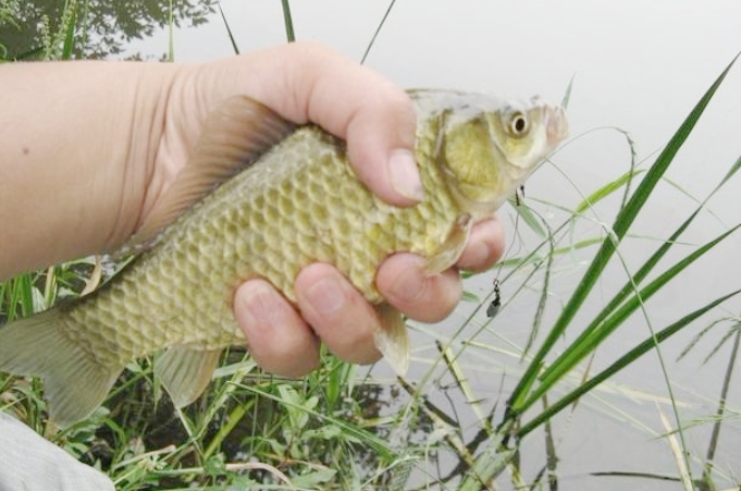 浮漂最简单的调整方法,选用和调整浮漂的7个小技巧