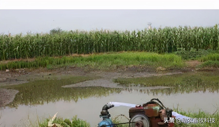 污水池长绿藻怎么办,污水处理池长青苔怎么处理