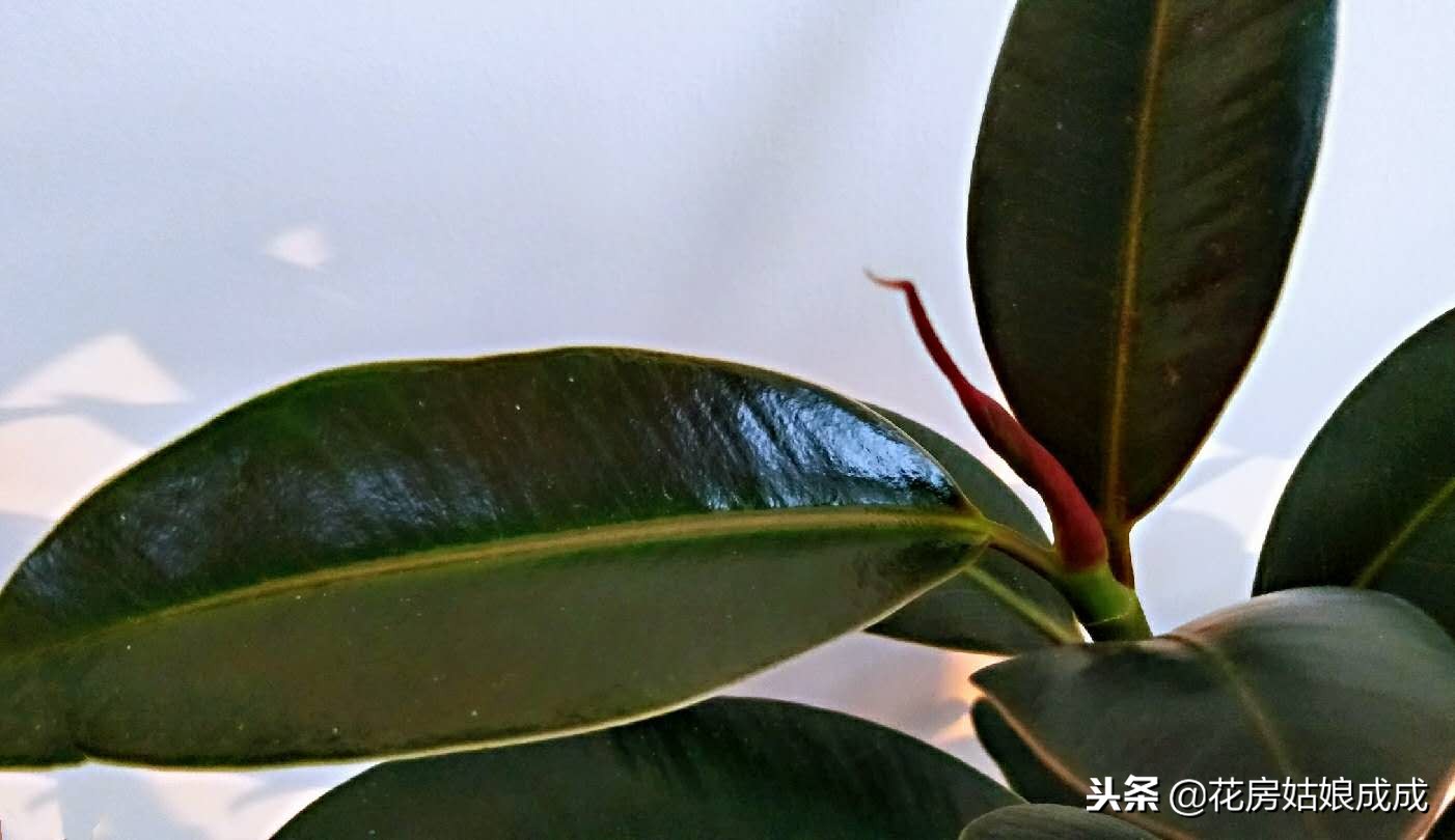 橡皮树不长花苞是什么原因,我的橡皮树不长新叶子怎么解决