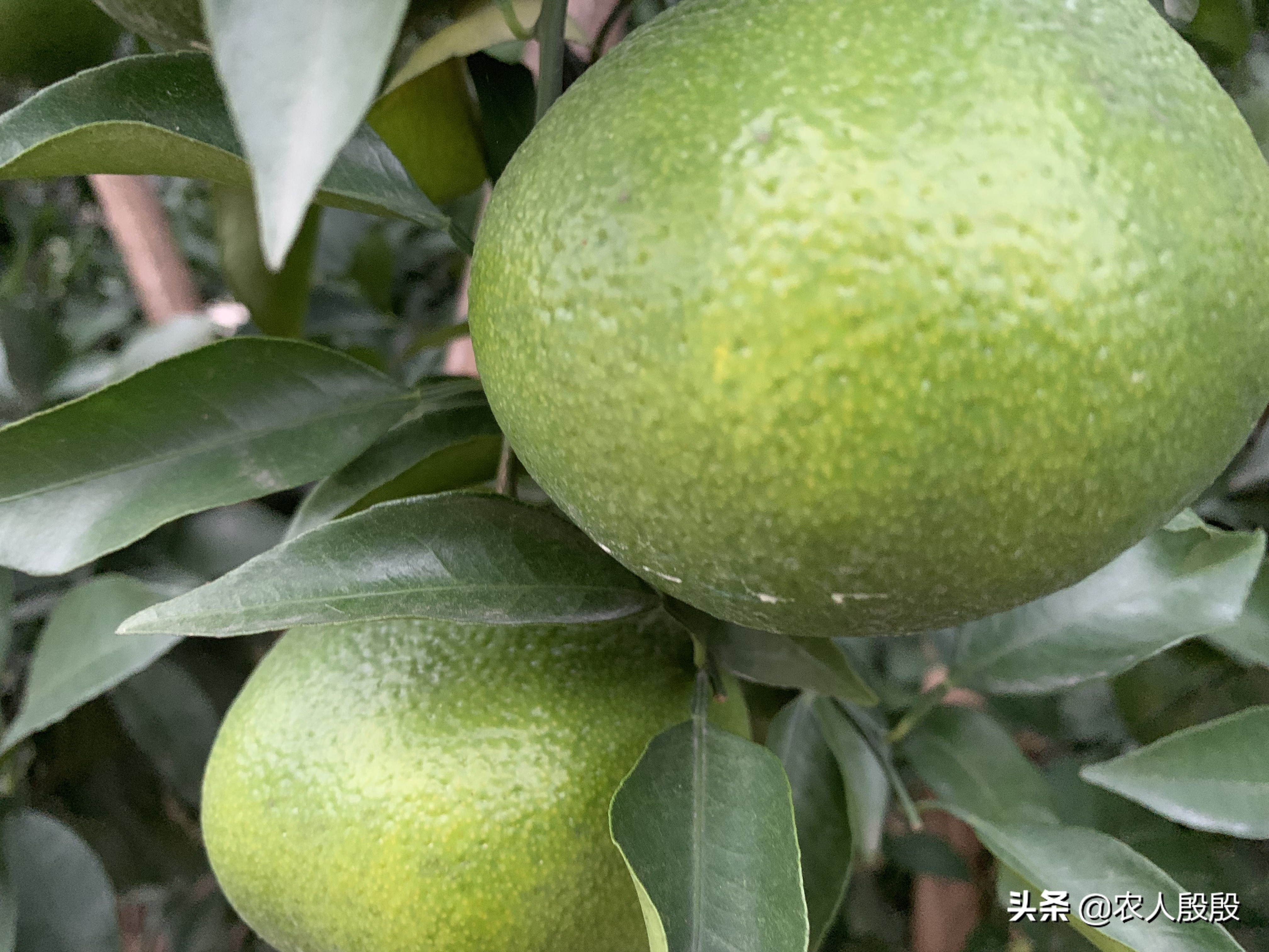 柑橘果实发黄是什么情况,促进柑橘果实着色的措施