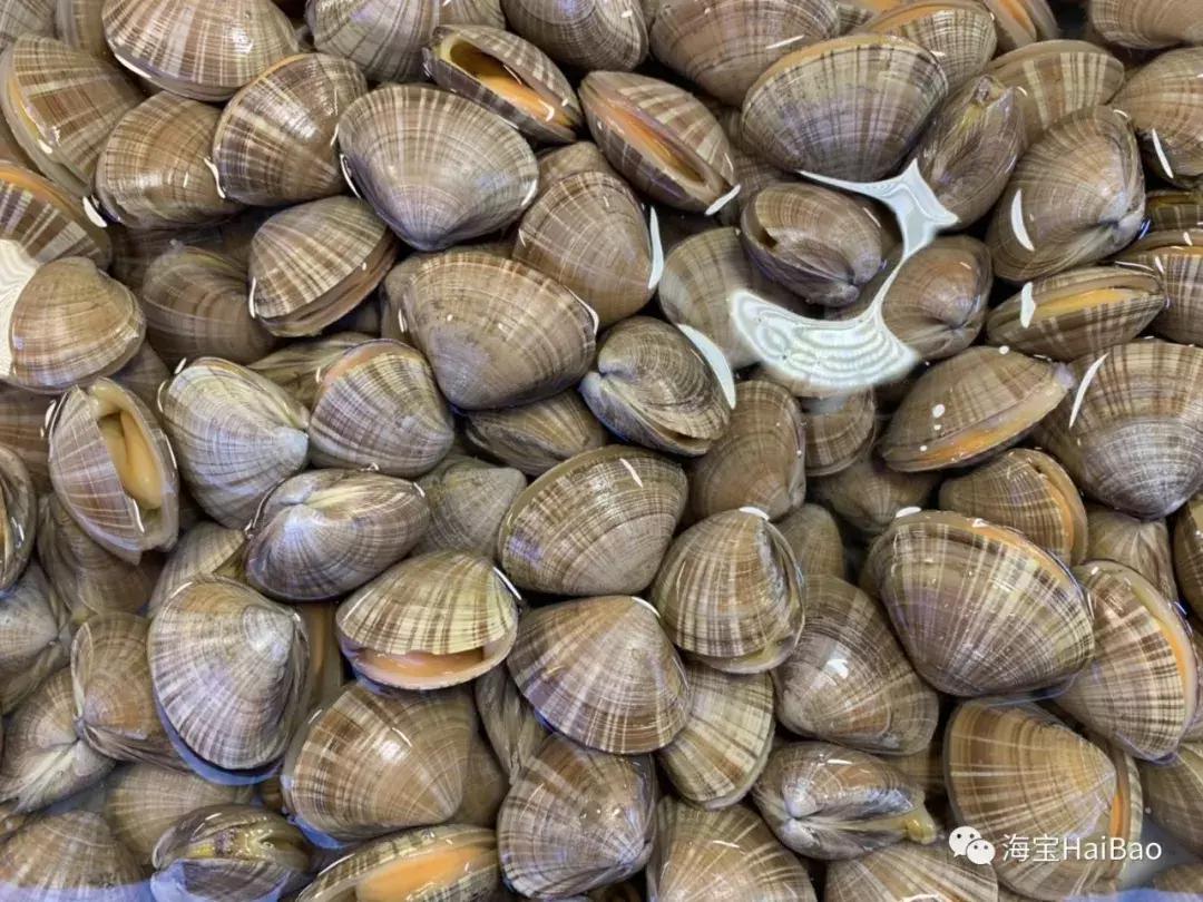 大连海域常见贝类,大连地区海产贝类原色图鉴