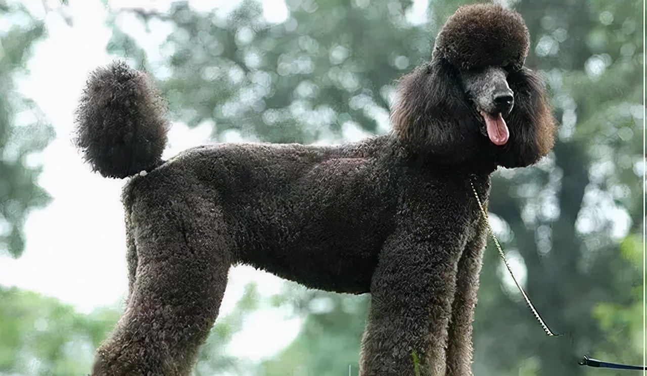 巨型贵宾犬怎么才能养胖,瘦巨型贵宾犬