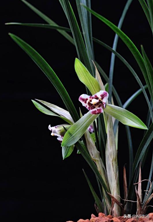 中国兰花名品录,春兰兰花名品大全