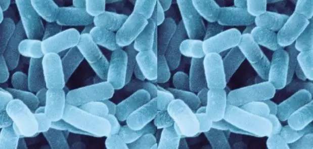 微生物小知识,乳酸菌是什么微生物