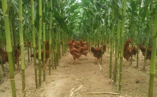 玉米地里散养鸡，不但玉米高产鸡还健壮，真是一举两得的好事啊！