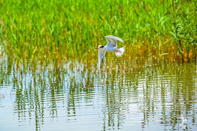 张家口沽源风景区,张家口沽源县景点
