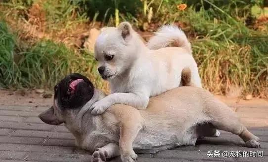 狗狗为什么放出笼子就乱拉乱尿,狗狗乱尿怎么办