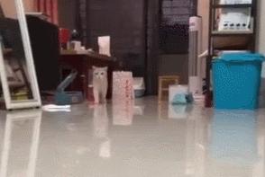 原来猫咪也会这样走路,原来猫咪平时都是踮着脚走路的