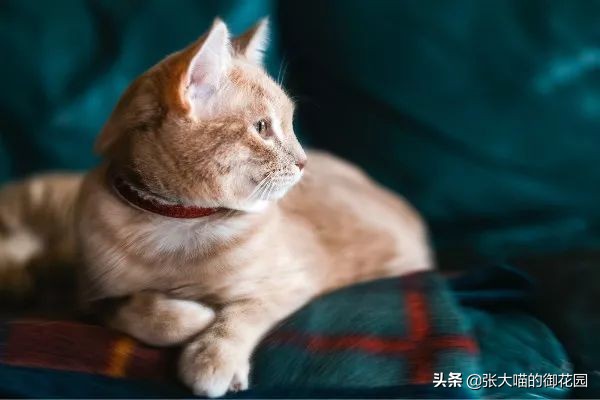 猫咪为什么喝水少会膀胱炎,为什么猫咪喝水要水泵