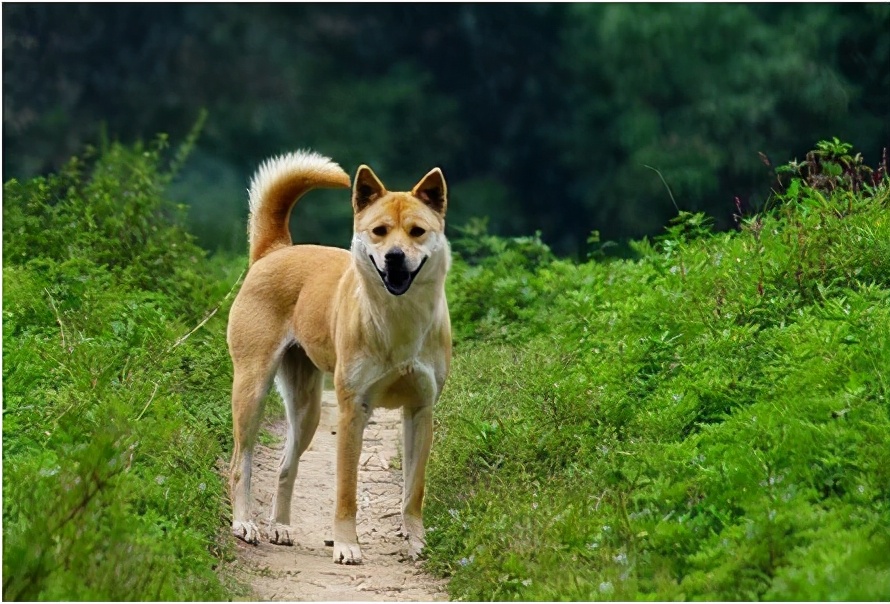 建议穷人养的10种狗田园犬,中华田园犬vs外国狗