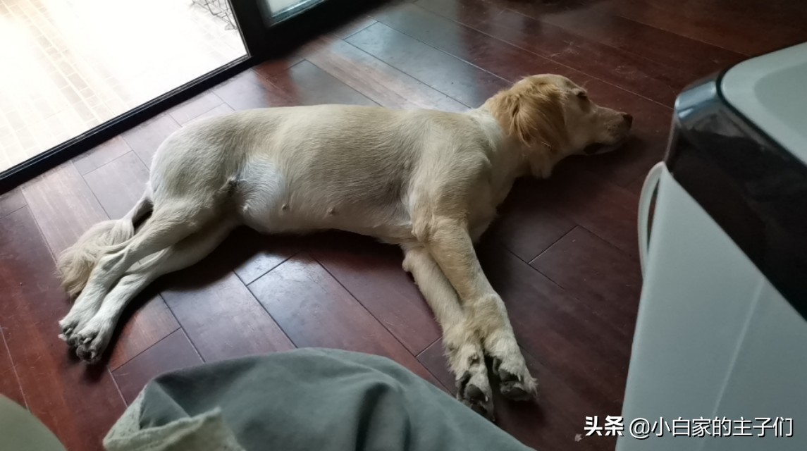 原来狗子也会来大姨妈,狗子快来大姨妈有什么反应