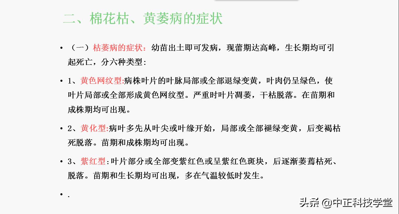 治疗棉花黄萎病哪种药最好,棉花枯黄萎病最新最详细防治方法
