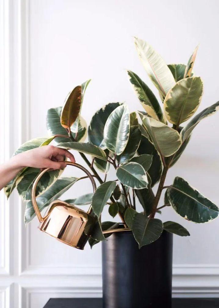 绿植快死了用什么方法可救活,你养的花为什么老死