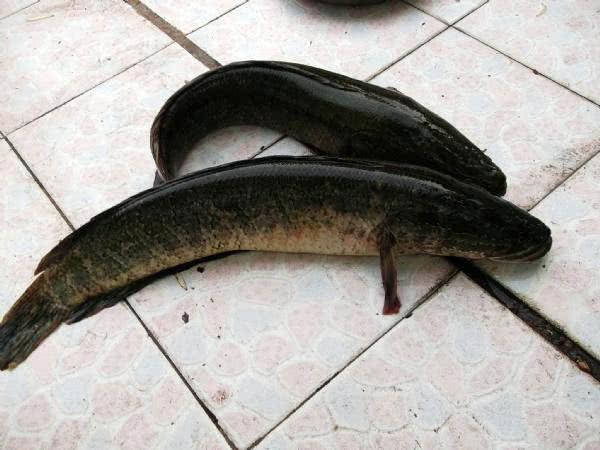 最好的钓黑鱼的方法,钓黑鱼的方法时间与技巧