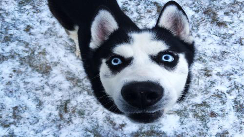 哈士奇掉毛吗有体味吗,哈士奇掉毛排在第几名