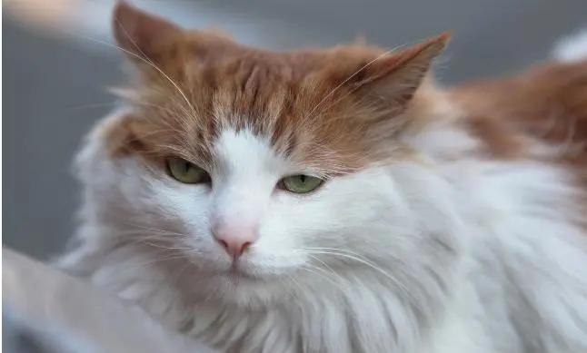 中国临清狮子猫,本土猫不好看狮子猫