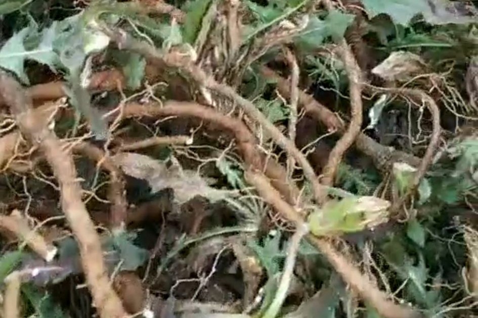 春天的森林气息,春天的馥郁气息