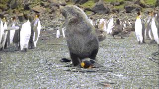 企鹅这些年把我们骗得好苦，它们根本不是什么好鹅，个个都是极品