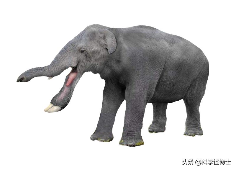 为什么猛犸象灭绝而大象没有,大象在历史上存活了多久